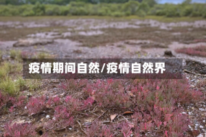 疫情期间自然/疫情自然界