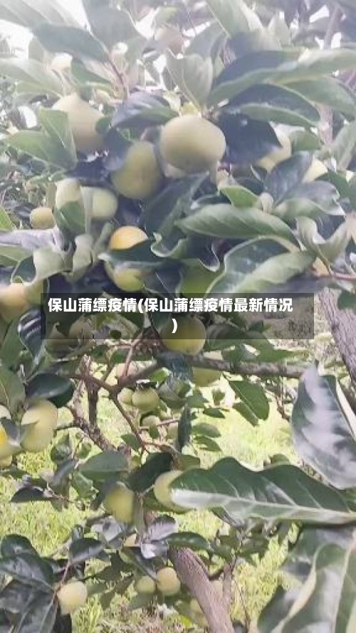 保山蒲缥疫情(保山蒲缥疫情最新情况)-第2张图片