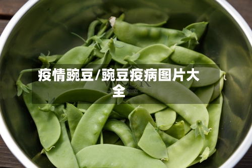 疫情豌豆/豌豆疫病图片大全-第1张图片