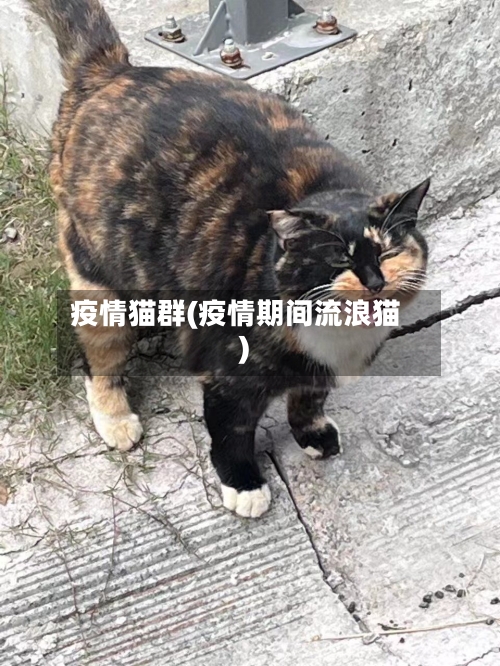 疫情猫群(疫情期间流浪猫)-第1张图片