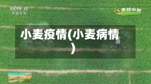 小麦疫情(小麦病情)-第1张图片